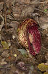 Skunk cabbage